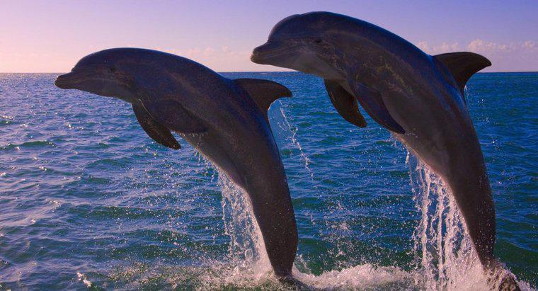 Quantos golfinhos restam no mundo?