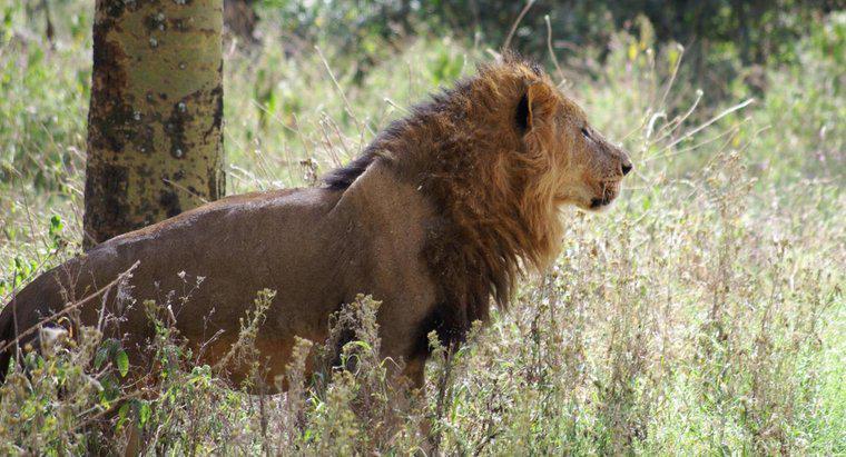 O que os leões africanos comem?