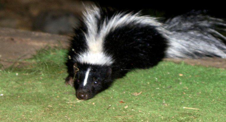 Com que frequência uma skunk pode borrifar?