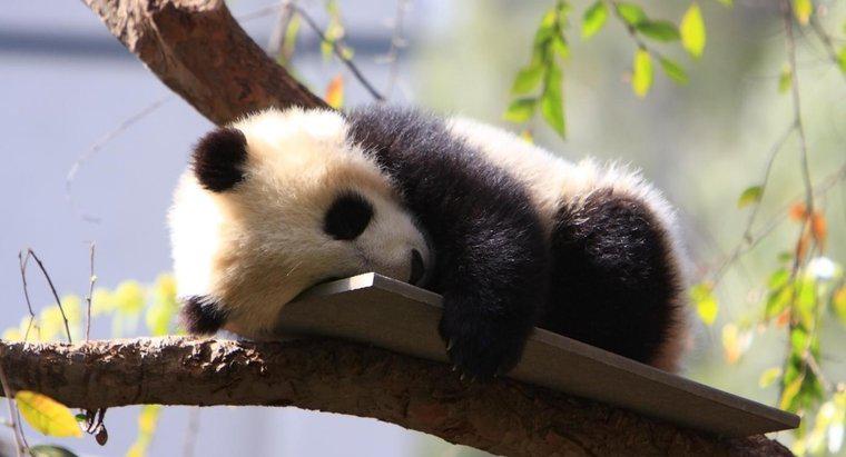 Como são chamados os bebês pandas?