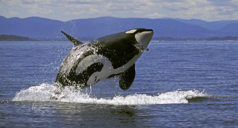 Quanto pesa uma baleia assassina?