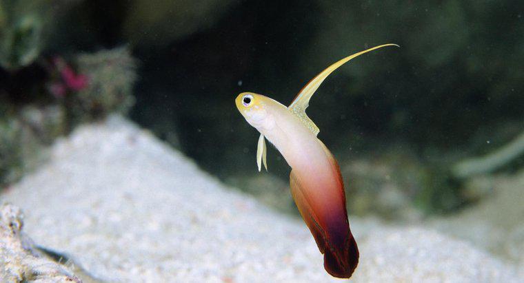 O que é um Firefish Goby?