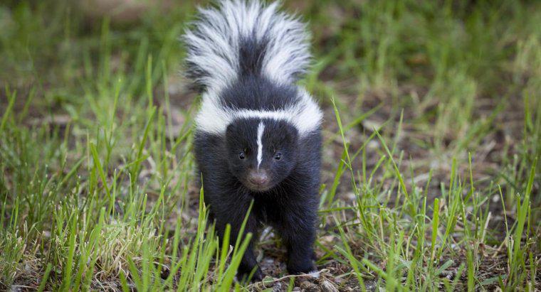 Quantas vezes uma skunk pode borrifar?