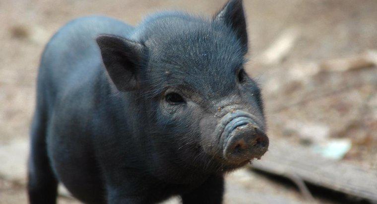 Qual é a expectativa de vida típica de um porco?