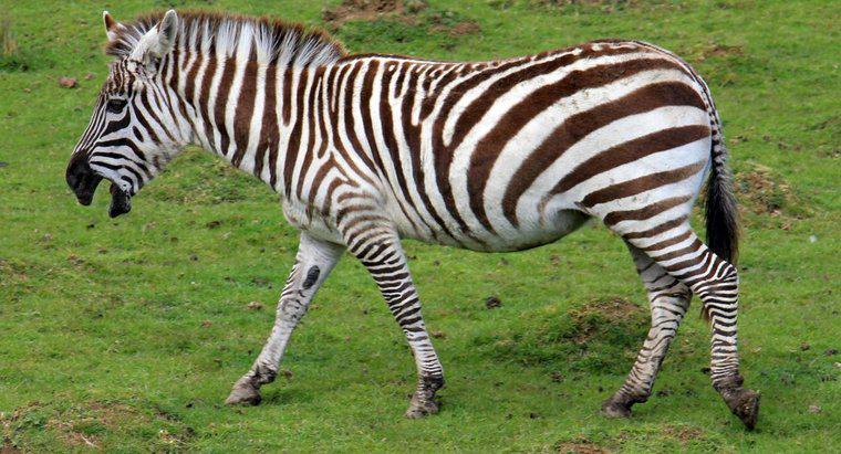 Uma zebra é um cavalo?