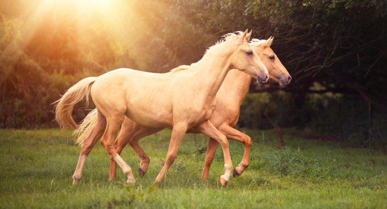 O que é laminite em cavalos?