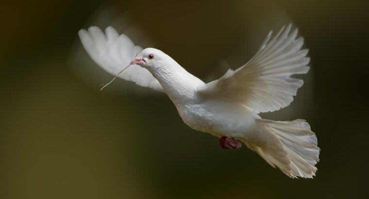 O que simbolizam as pombas brancas?