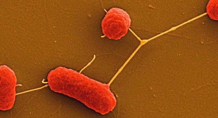 O que são bactérias não fastidiosas?