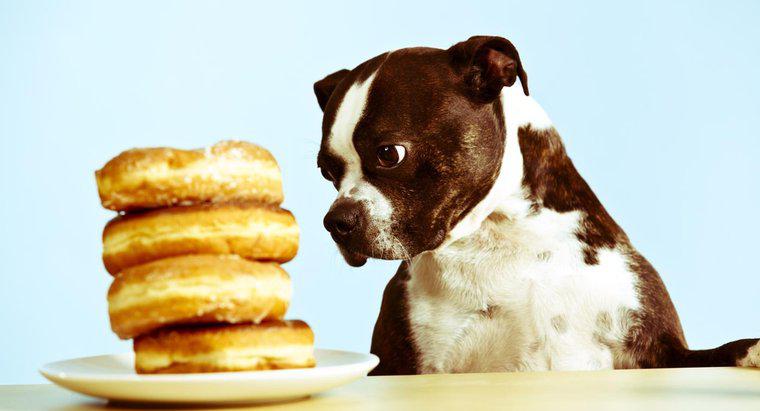 Açúcar é ruim para cães?
