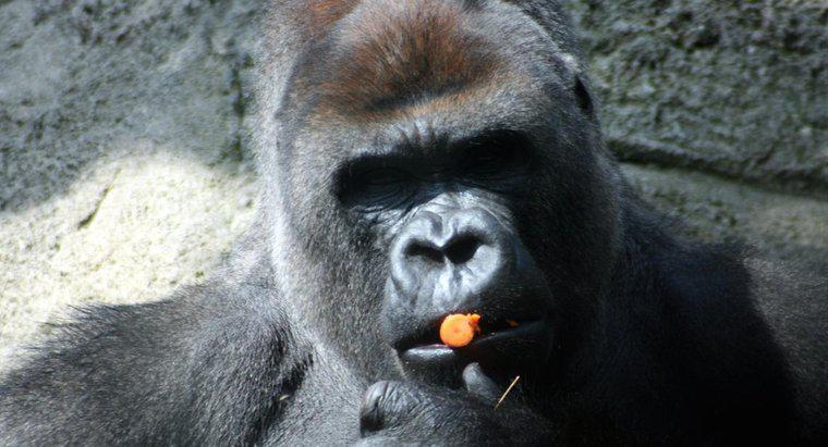 Gorilas são onívoros ou herbívoros?