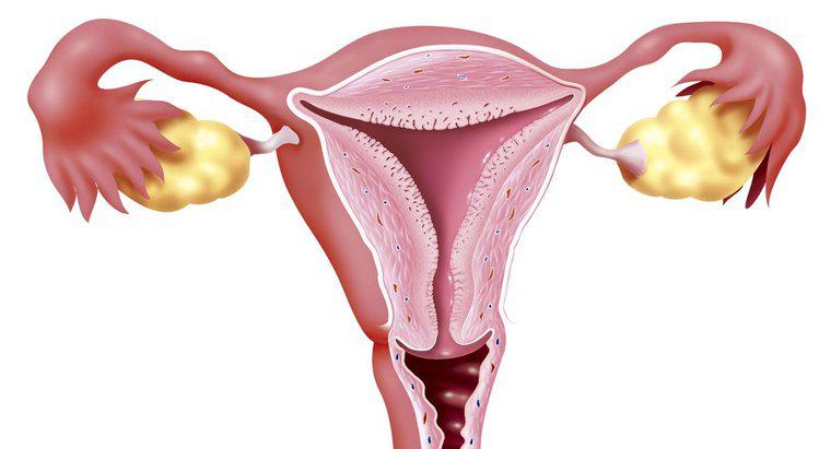 Qual é a função do colo do útero?