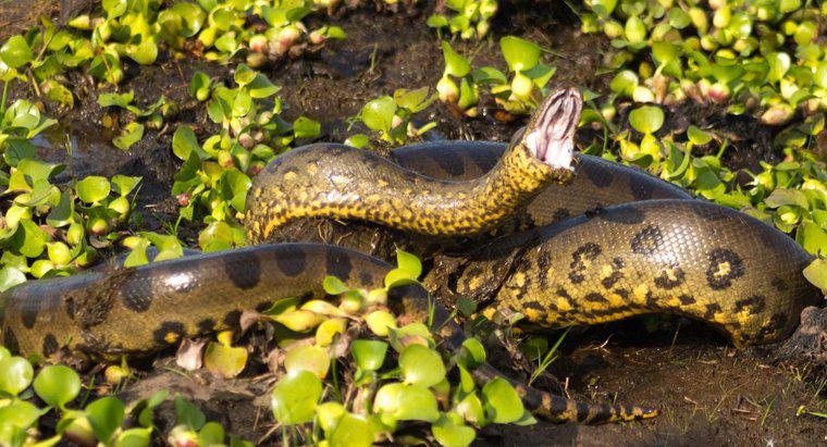 O que uma Anaconda come?