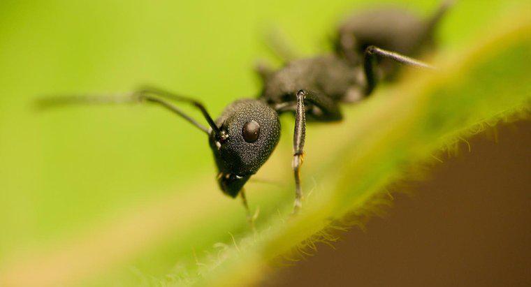As formigas são herbívoras ou carnívoras?