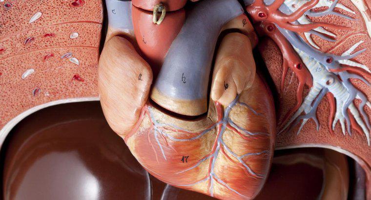 Quantas artérias existem no coração humano?