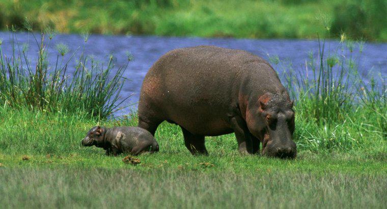 Qual é o tamanho de um bebê hipopótamo?