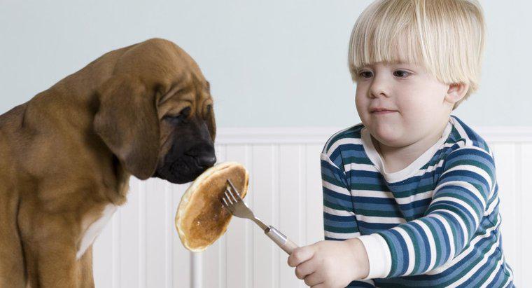 Por que um cachorro pode parar de comer ou beber?