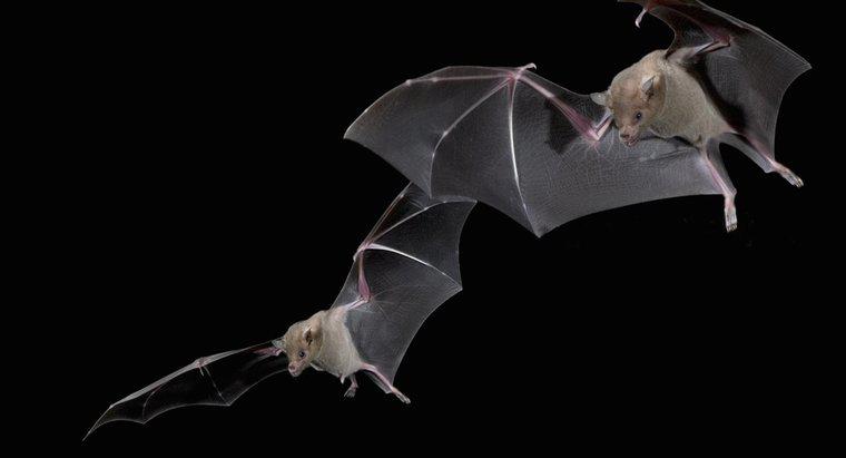 Como os morcegos encontram seu caminho no escuro?