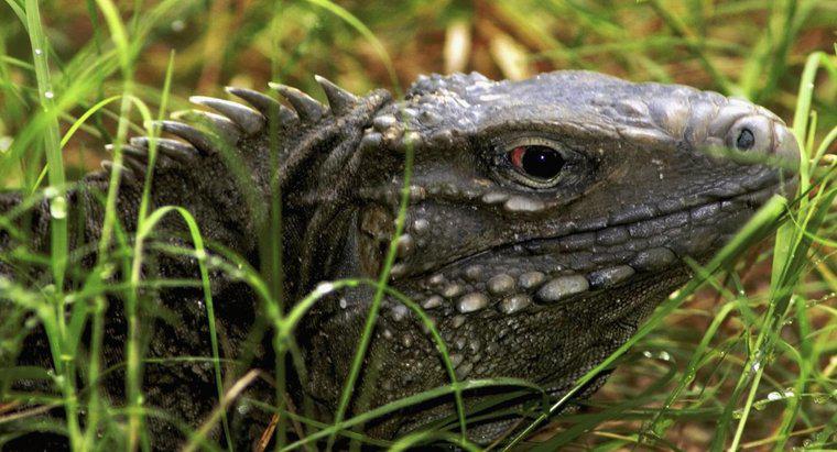 Você pode manter um dragão de Komodo como animal de estimação?