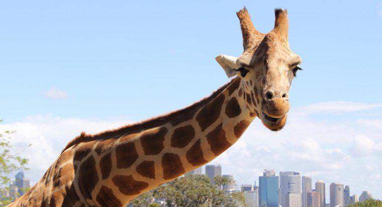 O que as girafas comem durante o cativeiro?