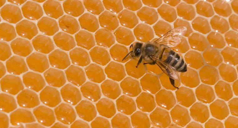 Quanto pesa uma abelha?