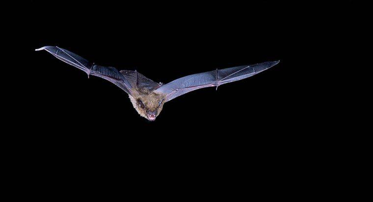 Quantos insetos um morcego come em uma noite?