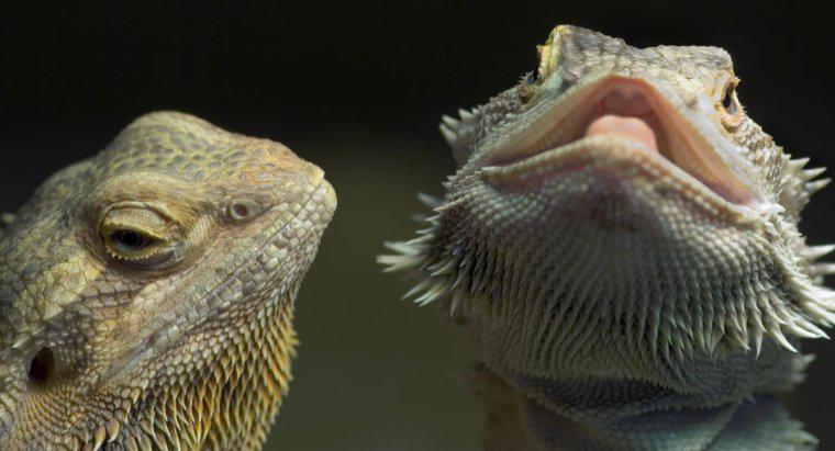 Como saber se um dragão barbudo está doente?