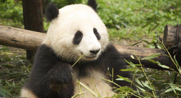 Como são os pandas gigantes?