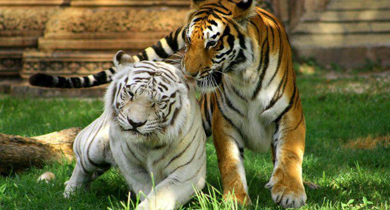 Em que bioma vive o tigre branco?