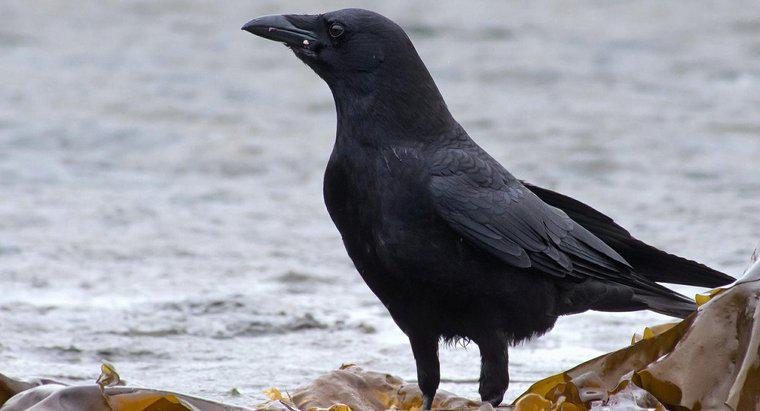 O que significa se uma pessoa vê um corvo negro?