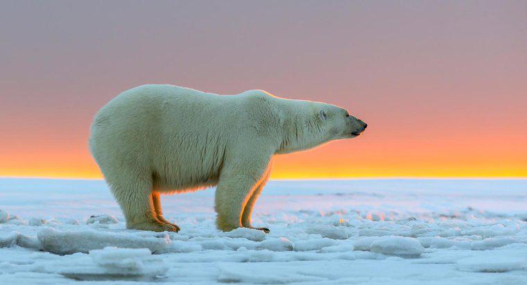 Qual o tamanho dos ursos polares?