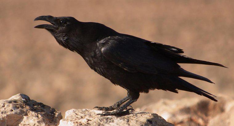 O que o Raven simboliza?