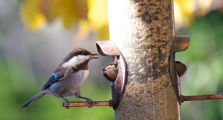 Que tipo de comida os pássaros comem?