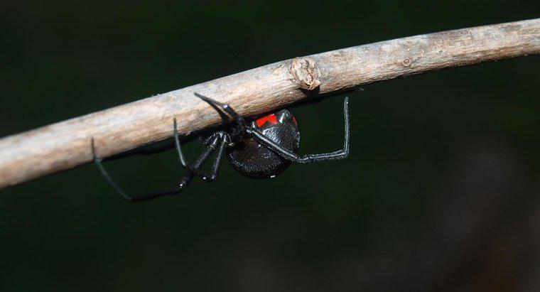 Quais são os tipos de aranhas mais perigosos?