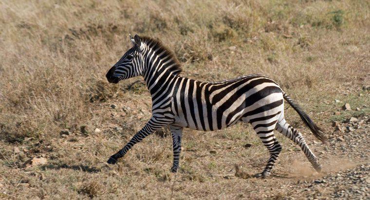 Uma zebra corre mais rápido que um cavalo?