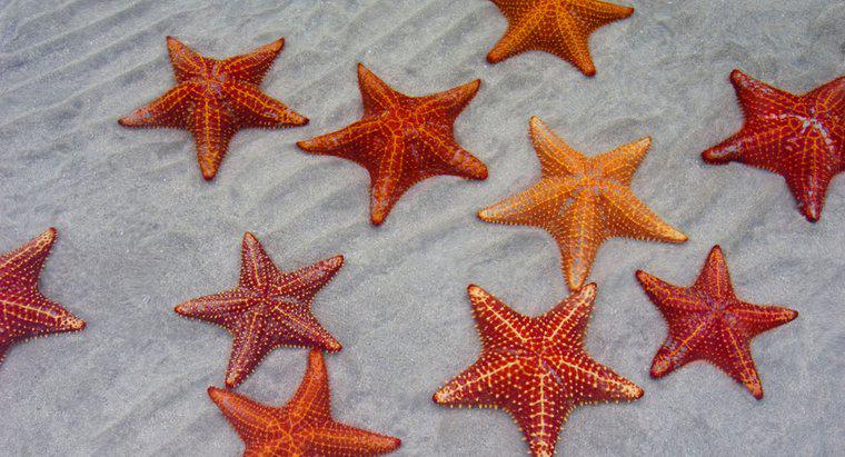 Como Starfish Respira?