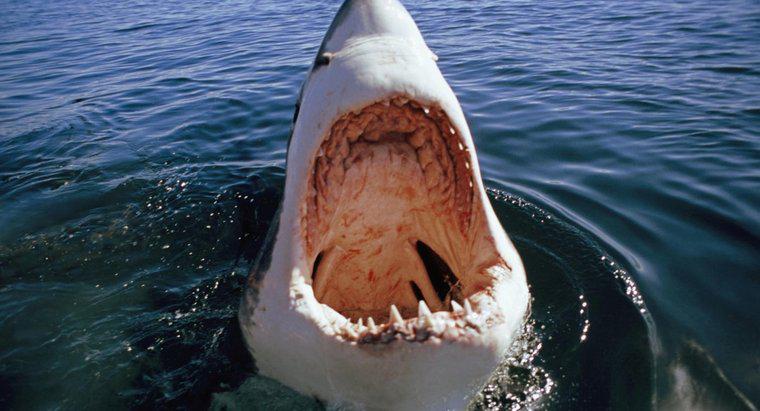 Por que acontecem os ataques de tubarões brancos?