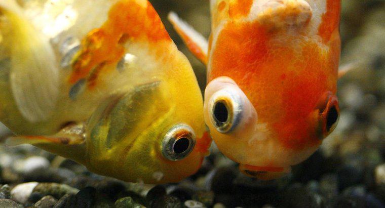 Como os peixes dourados fazem bebês?