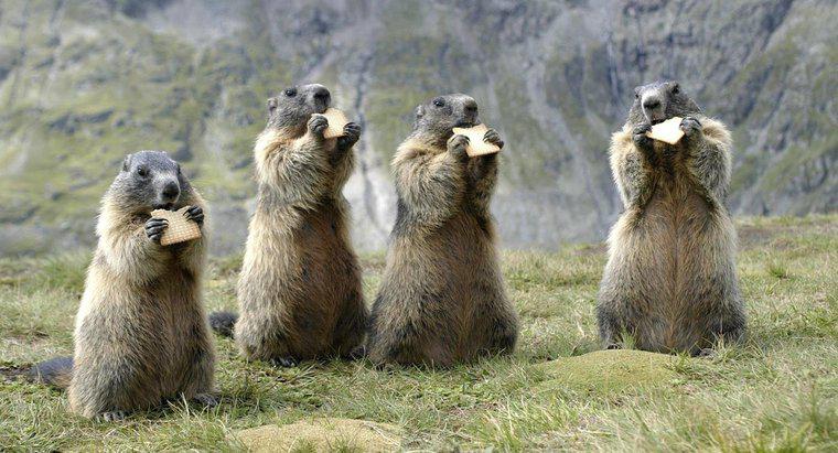 Quanta madeira uma marmota pode lançar?