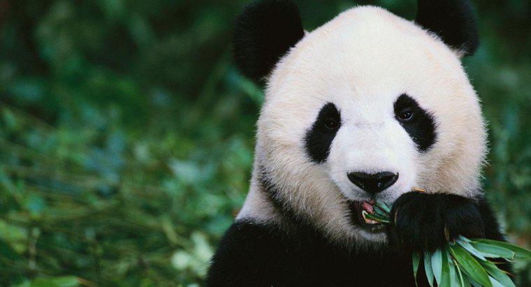 O que os ursos panda comem?