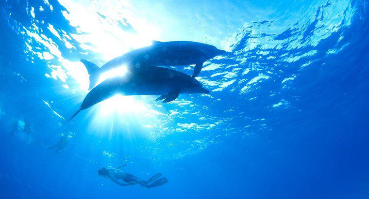 Em que zona do oceano vivem os golfinhos?