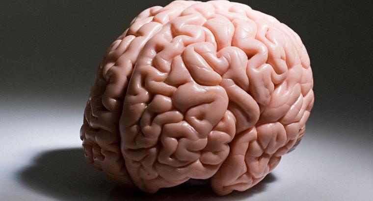 Qual parte do cérebro é responsável pelos processos de pensamento superior, como o pensamento lógico?