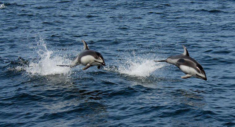 Um golfinho é um carnívoro e um herbívoro ou um onívoro?