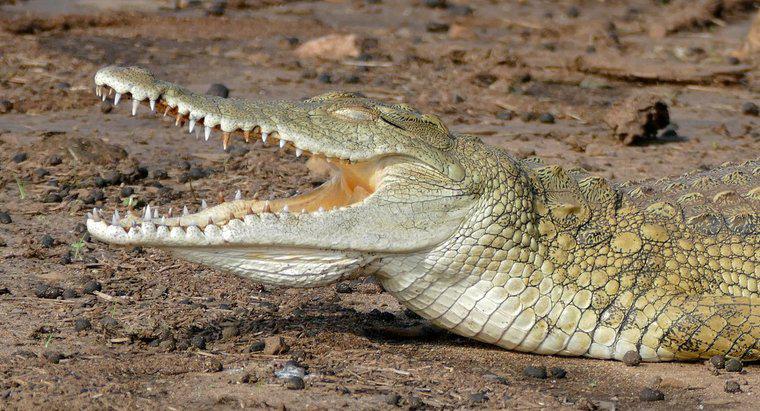 O que o crocodilo do Nilo come?