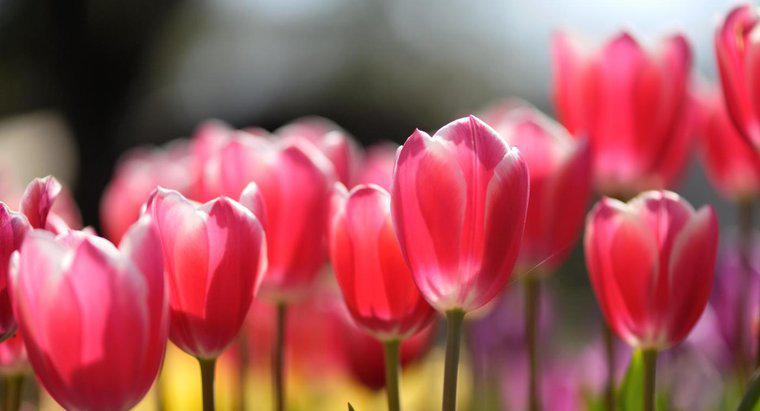 Como as tulipas se reproduzem?