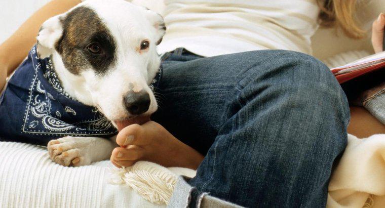 Por que os cães lambem os pés humanos?