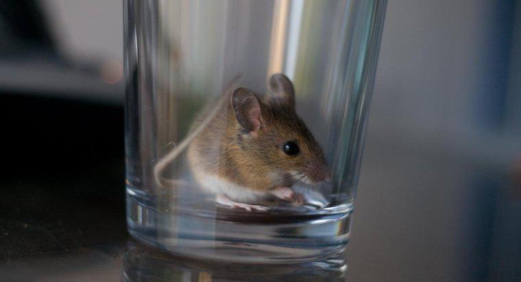 Quais são alguns remédios caseiros para matar ratos?