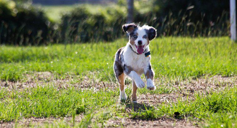 Quão rápido um cachorro pode correr?