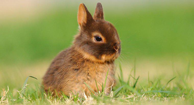 Quanto tempo vive um coelho anão da Holanda?