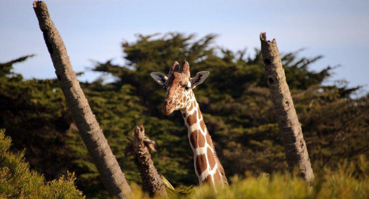 Quantas vértebras uma girafa tem?