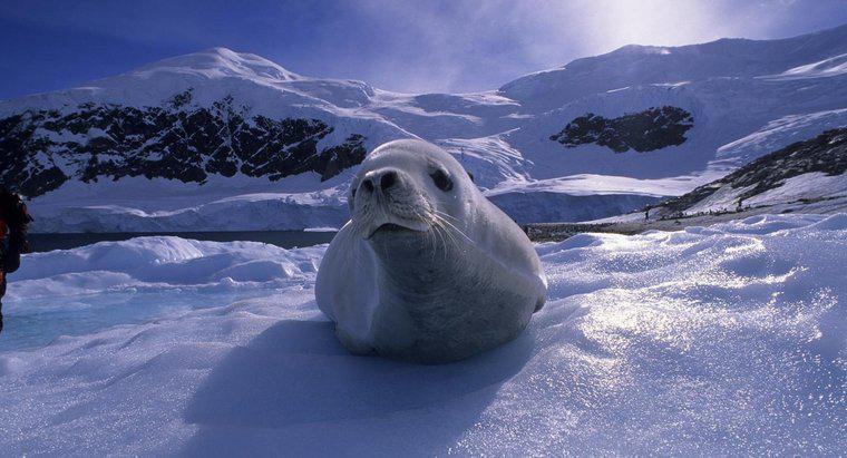 Que tipo de animais vivem na Antártica?